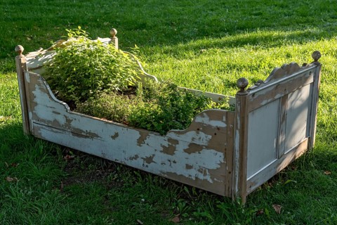 Old wooden bed as raised bed, herb garden, herbs and vegetables grown in it, garden of Friedberg