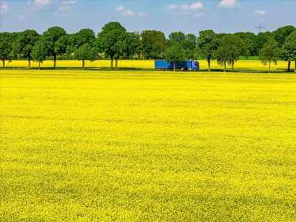 Landscape on the Lower Rhine, federal road B57, between Xanten and Kalkar, road traffic, North