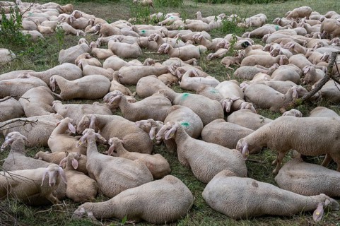 Resting, freshly shorn sheep in a nature reserve in Franconian Switzerland, Bavaria, Germany,
