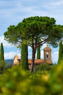 Viticulture, agriculture, agribusiness, winegrower, wine, plantation, Suvereto, Tuscany, Italy,