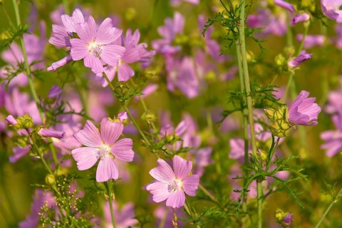 Musk mallow (Malva moschata), in a sunny meadow in summer, Spessart, Bavaria, Germany, Europe