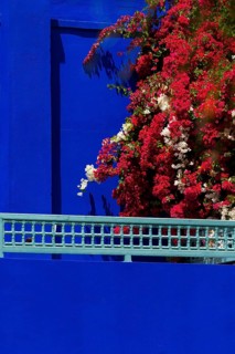 Majorelle Garden, botany, cactus, cacti, bougainvillea, flora, plant, botany, tropical, climate,