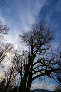 Silhouettes of lime trees (Tilia) with mistletoe (Viscum) backlit by the sun, Bühl, Upper