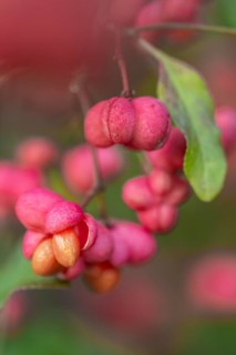 European spindle bush (Euonymus europaeus), Emsland, Lower Saxony, Germany, Europe