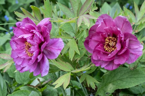Shrub peony (Paeonia suffruticosa Leda), Emsland, Lower Saxony, Germany, Europe