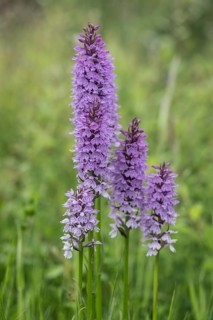 Southern marsh orchid (Dactylorhiza praetermissa), Emsland, Lower Saxony, Germany, Europe