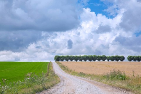 Country road, dirt road and row of white willows (Salix alba) trees along wheat field on a cloudy