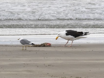 Great Black-backed Gull (Larus marinus) and Common Gull (Larus canus), scavanging upon carcass