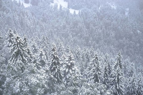 Winter onset, mountains, trees, snow-covered, snowfall, panorama, forest, view from above,