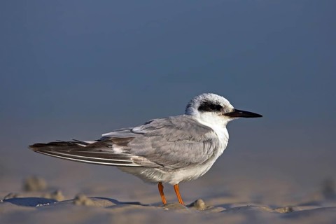 Forster's tern (Sterna forsteri), Ft. De Soto Park, St. Petersburg, Florida, USA, North America