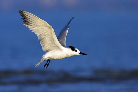 Sandwich tern (Sterna sandvicensis), Bowman's Beach, Sanibel Island, Florida, USA, North America