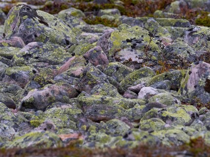 Boulders and stones, forming ancient, tidal shoreline, covered in lichen, Varanger National Park,