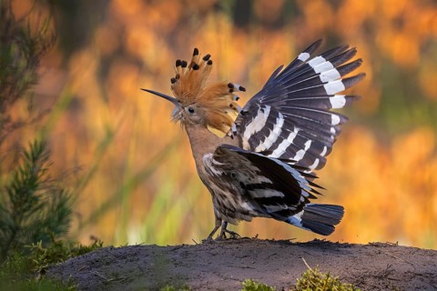 Hoopoe (Upupa epops) Bird of the Year 2022, raised bonnet, feeding the young bird, golden hour,