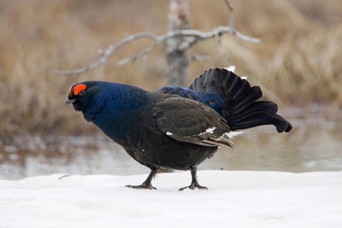 Scandinavia, Sweden, Black grouse in winter (Tetrao tetrix), Vesterberget, Hamra, Sweden, Europe