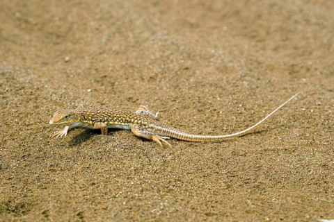 Desert lizard, (Meroles anchietae), lizard lurking in the sand of the Namib Desert, Sossusvlei,