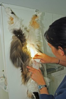 Neutering a cat, vet, Persian cat, preparation for surgery