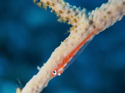 Small orange-coloured fish, dwarf pygmy goby (Bryaninops cf discus), hanging from a coral branch