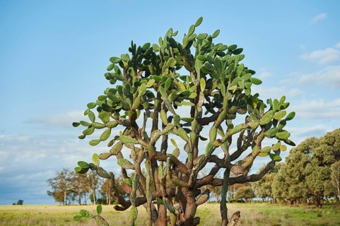 Landscape of an Indian fig opuntia (Opuntia ficus-indica) cactus in spring, Australia, Oceania