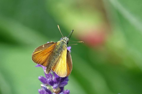 Large skipper (Ochlodes venatus), collecting nectar from a flower of Common lavender (Lavandula