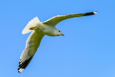 Common Gull, Larus canus, bird in flight