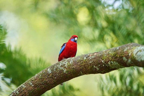 Close-up of a Crimson rosella (Platycercus elegans) wildlife in Australia