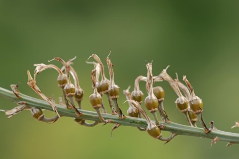 Asphodelus ramosus (Asphodelus ramosus), fruit clusters, Provence, France, Europe