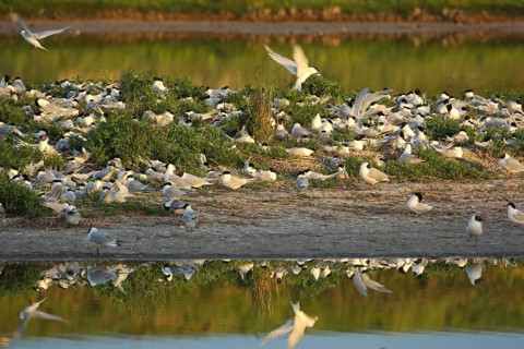Breeding colony of Sandwich Tern (Sterna sandvicensis), reflection, shore, flight, breeding, troop,