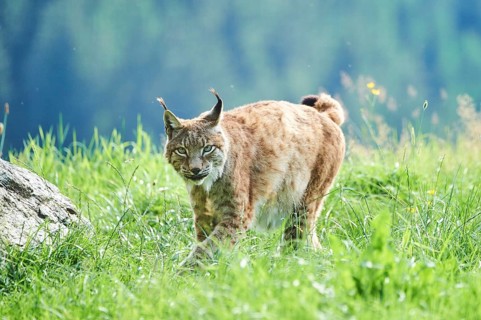 Eurasian lynx (Lynx lynx) walking through the grass, Wildpark Aurach, Kitzbühl, Tirol, Austria,