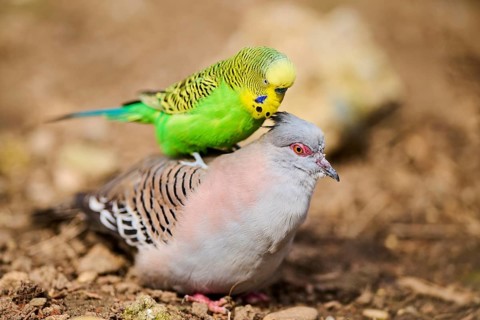Animal Friendship of a Crested pigeon (Ocyphaps lophotes) cuddeling a Budgerigar (Melopsittacus