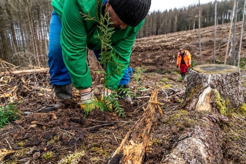 Reforestation in the Arnsberg Forest near Warstein-Sichtigvor, Soest district, forestry workers