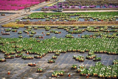 Nursery, plant breeding, ornamental plants grow in flower pots, outdoors, Düsseldorf-Volmerswerth,
