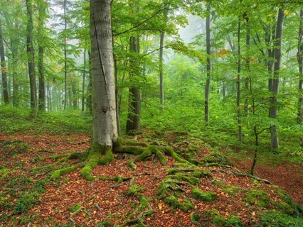 Near-natural beech forest with morning mist, old beech, roots covered with moss, Sanspareil rock