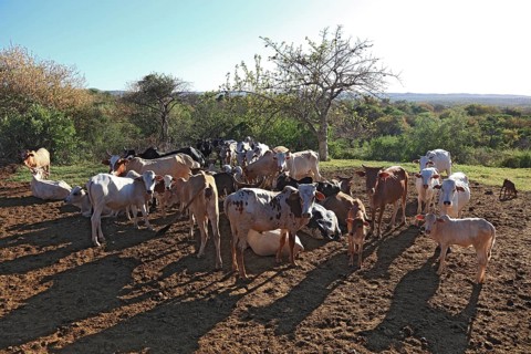 Southern Ethiopia, Omo region, herd of cattle in a wadi, Ethiopia, Africa