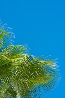 Green palm leaves against a clear blue sky on a sunny day, sunlit palm leaves in fan shape, mexican