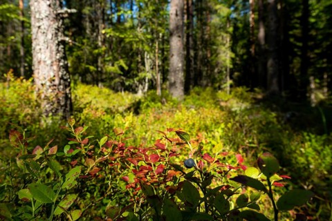 European blueberry (Vaccinium myrtillus), blueberries, Finland, Europe