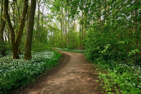 A quiet forest path surrounded by green trees and blooming flowers on a sunny spring day,