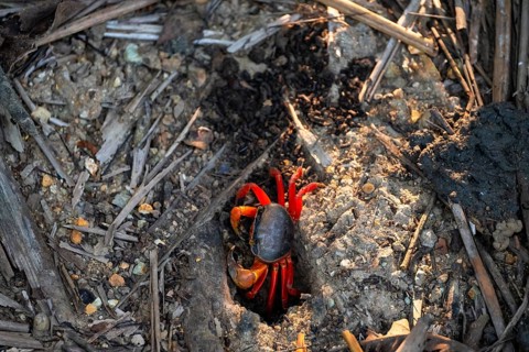 Harlequin crab (Cardisoma armatum), Manuel Antonio National Park, Puntarenas district, Costa Rica,