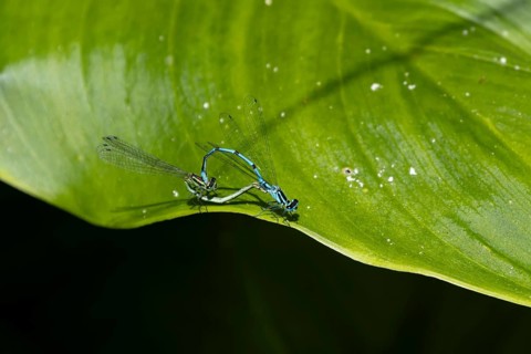 Common blue damselfly (Enallagma cyathigerum) two adult insects mating on a garden Lily leaf,
