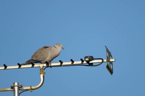 Collard dove (Streptopelia decaocto) adult bird sleeping on an urban television aerial, Suffolk,