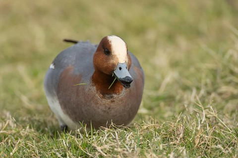 Eurasian wigeon duck (Mareca penelope) adult male bird feeding on grass, Lincolnshire, England,