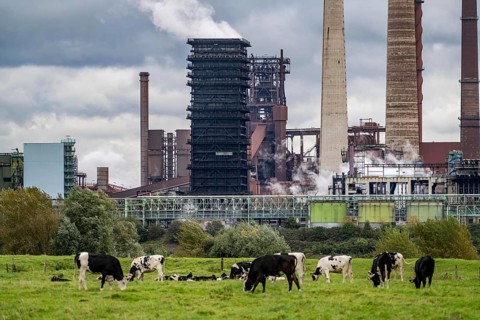 Thyssenkrupp Steel steelworks in Duisburg-Marxloh, Schwelgern coking plant, cows on a pasture in