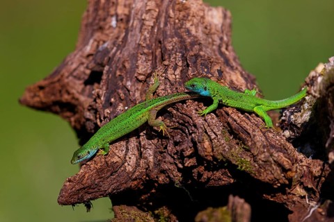 European green lizard (Lacerta viridis), Tiszaalp-r, Kiskuns-gi National Park, B-cs-Kiskun,