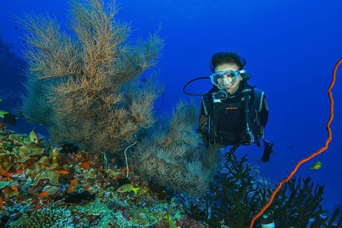 Diver Diver looking at Black coral (Myriopathes myriophylla) Dried coral, Horn coral, Pacific