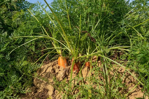 Agriculture, carrots growing in a field