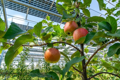 Agri-photovoltaic test plant, an apple tree plantation with two different systems of PV modules was