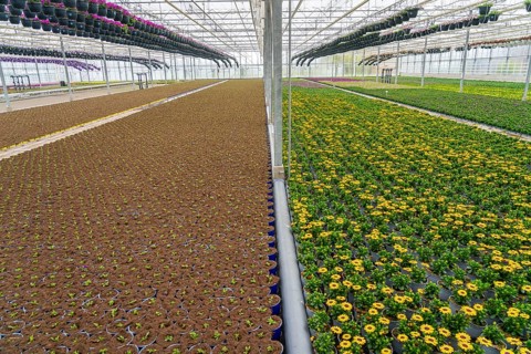 Horticultural business, greenhouse, flower pots with Kapmargerites, Osteospermum, grow up,