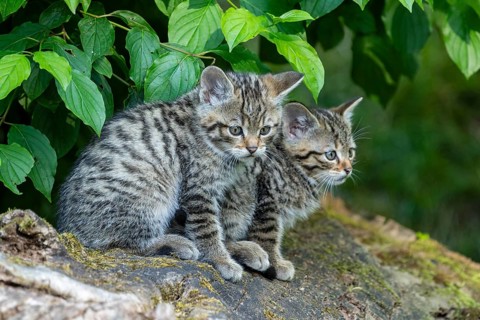 Two young striped kittens sitting on a tree stump in the forest, wildcat (Felis silvestris),