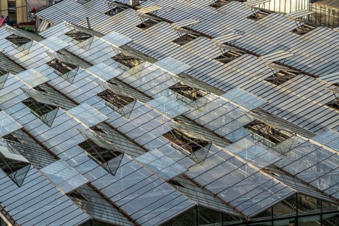 Nursery, plant cultivation, glass greenhouses, skylights open, roofs, Düsseldorf-Volmerswerth,