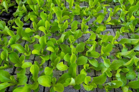 Lettuce plants, in press pots, they are planted in a field with a planting machine, agriculture,
