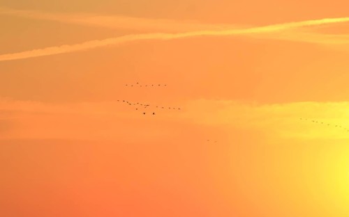 Evening sky at the Baltic Sea near Peenemünde, cranes, September, Mecklenburg-Western Pomerania,